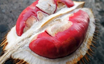 Sầu riêng ruột đỏ